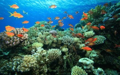 Photo Enlargements: Can I Make Pictures Bigger for Printing?